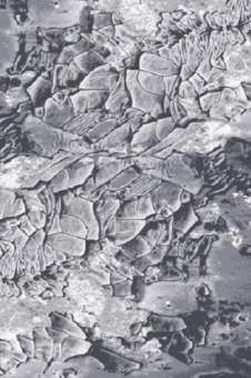 Ковер Бостон 39616/65  1,2х1,7 овал