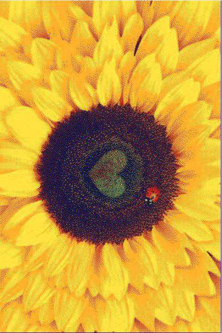 Ковер Baby Carving  6239  2,0х3,0  Orange/Sari