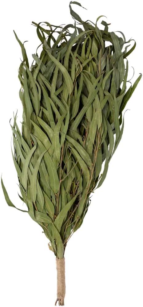 Веник Woodson для бани Премиум, эвкалипт с обмоткой