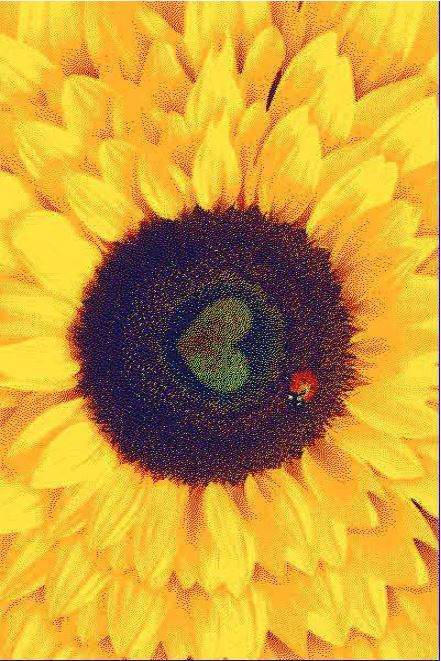 Ковер Baby Carving New 6239  1,5х2,3  Orange/Sari