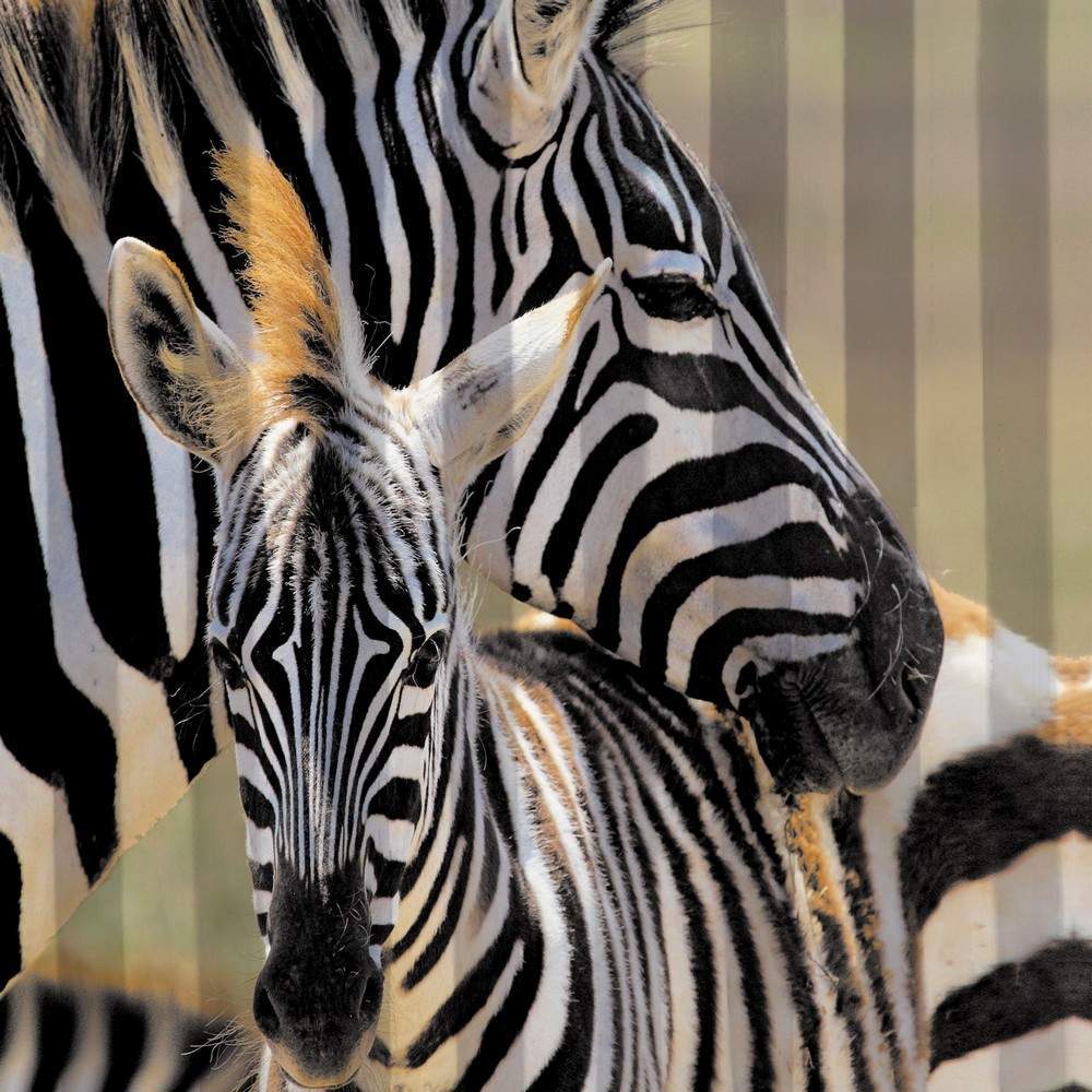 Шторка BRIMIX  фотопечать Зебра в ванную 02-26