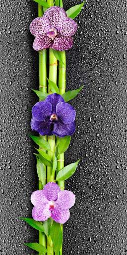 Панель ПВХ  Орхидея смок  Термо №351  0,25х3м