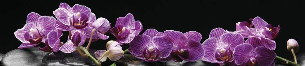 Панель стеновая  SP089  орхидея сиреневая  2800*610*6мм