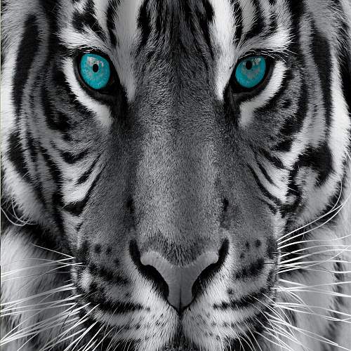 Шторка BRIMIX  фотопечать Тигр в ванную 02-20